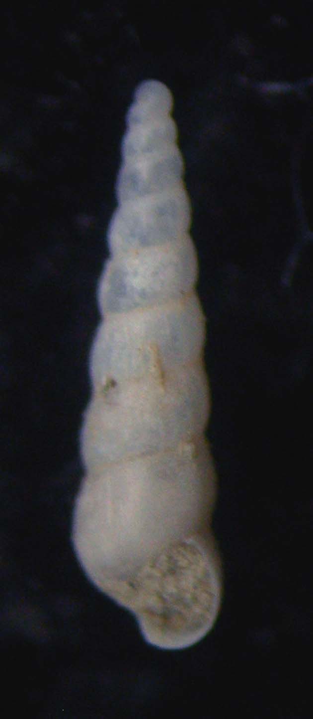 eulimella ventricosa
